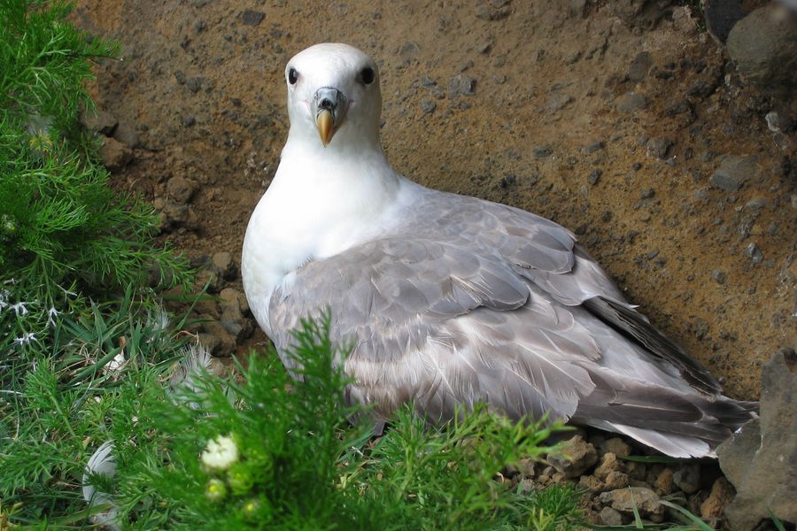 Fulmar (fot. Witold Muchowski)