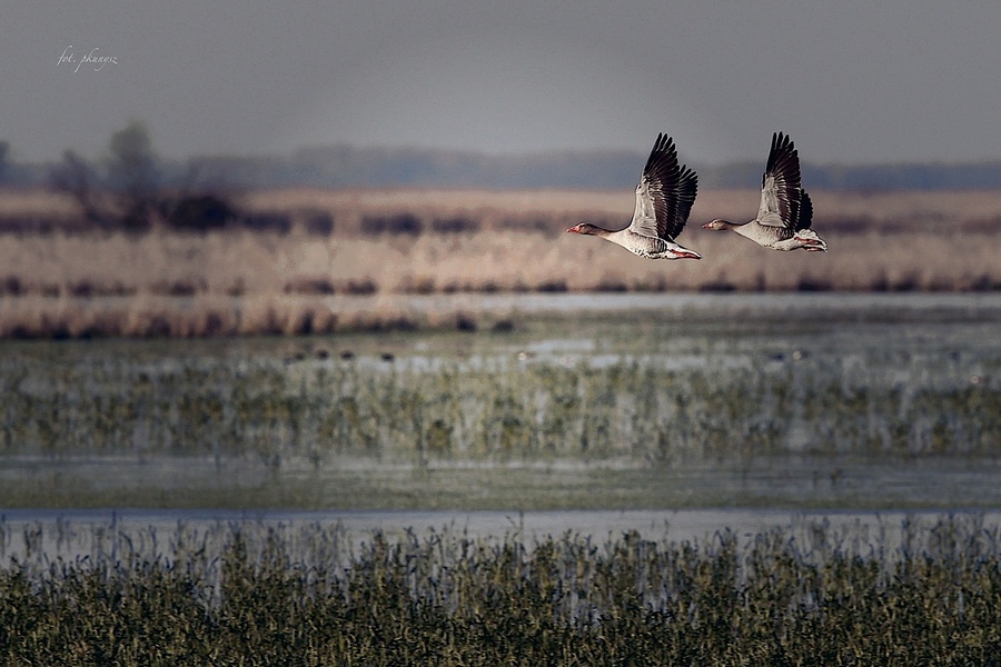 fot. P. Kunysz