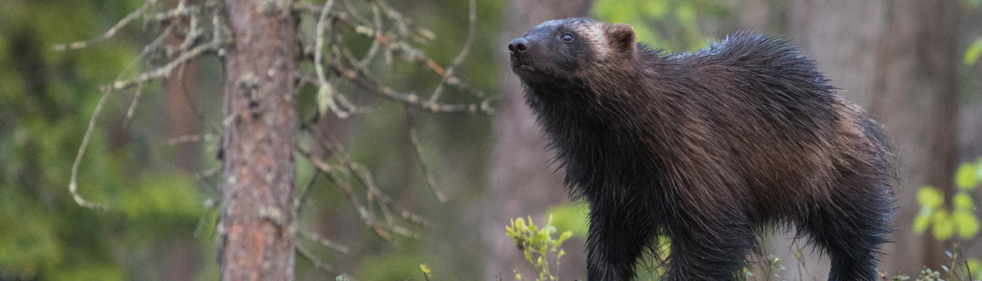 Niedźwiedzie i rosomaki w wiosennej tajdze