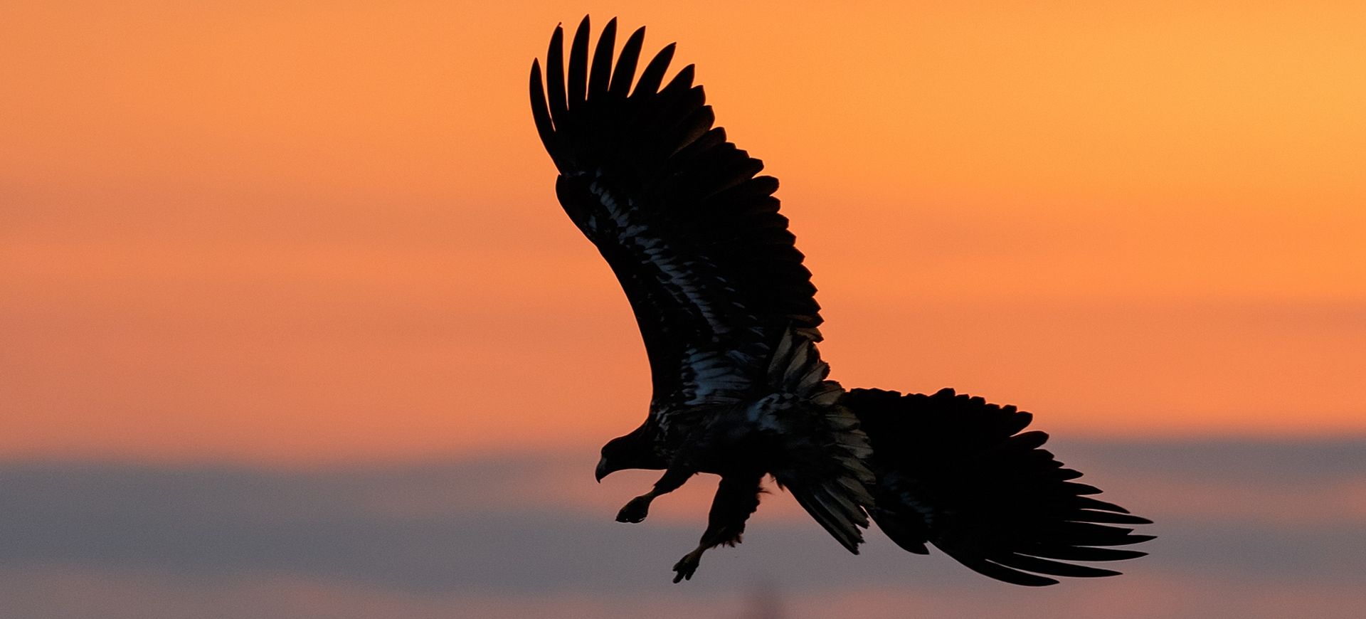 Weekend z ptakami - Dolina Baryczy