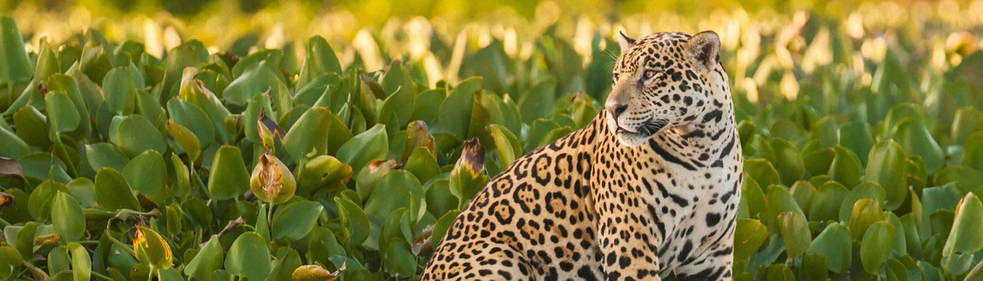 Pantanal - tropem jaguara i dzikich amazonek