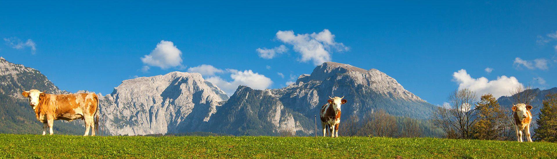 Rowerem nad Jezioro Bodeńskie