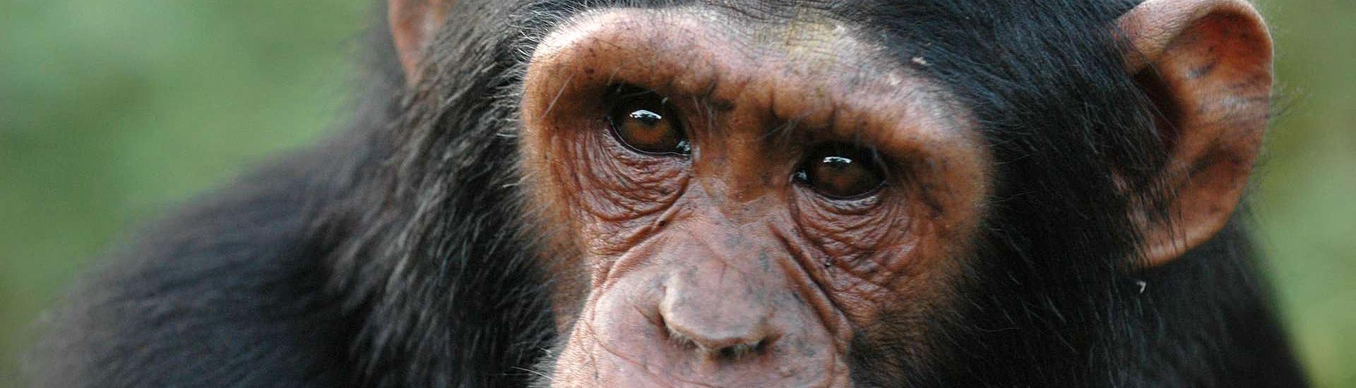 Uganda i Rwanda - w królestwie zwierząt