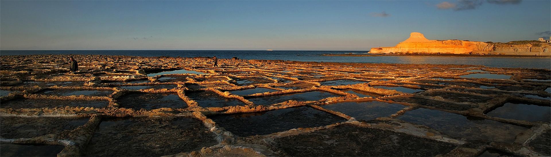 Malta - kwiaty na klifach