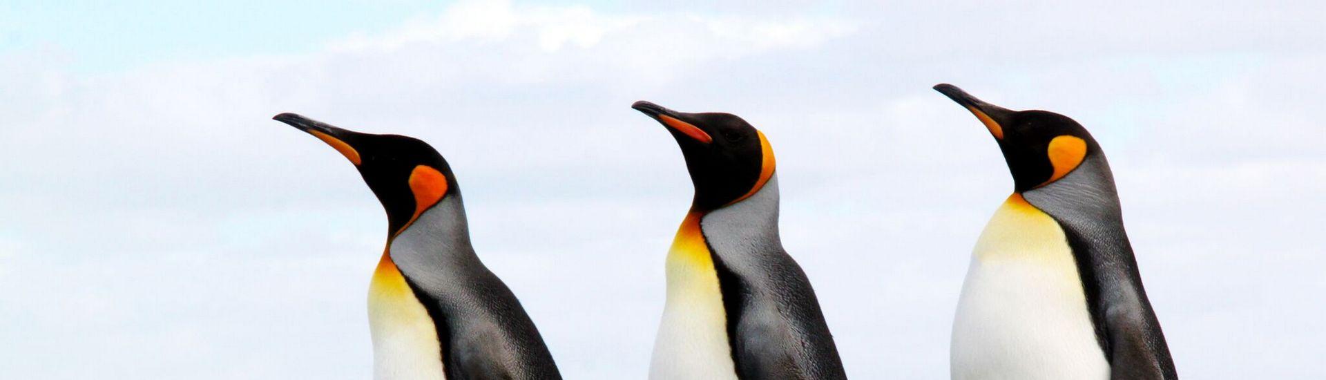 Falklandy - W królestwie pingwinów