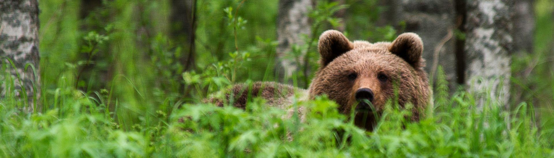 zz_Finlandia - fotowyprawa przyrodnicza