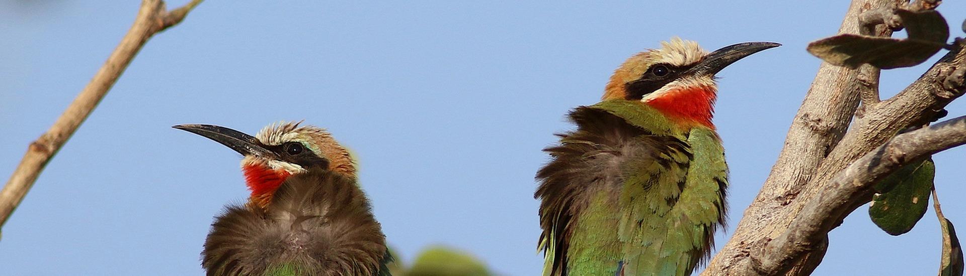 Ptaki Afryki Wschodniej - wyprawa miłośników przyrody