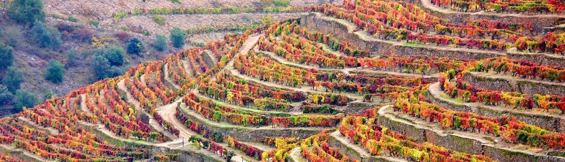 Vindimas - winobranie w Portugalii