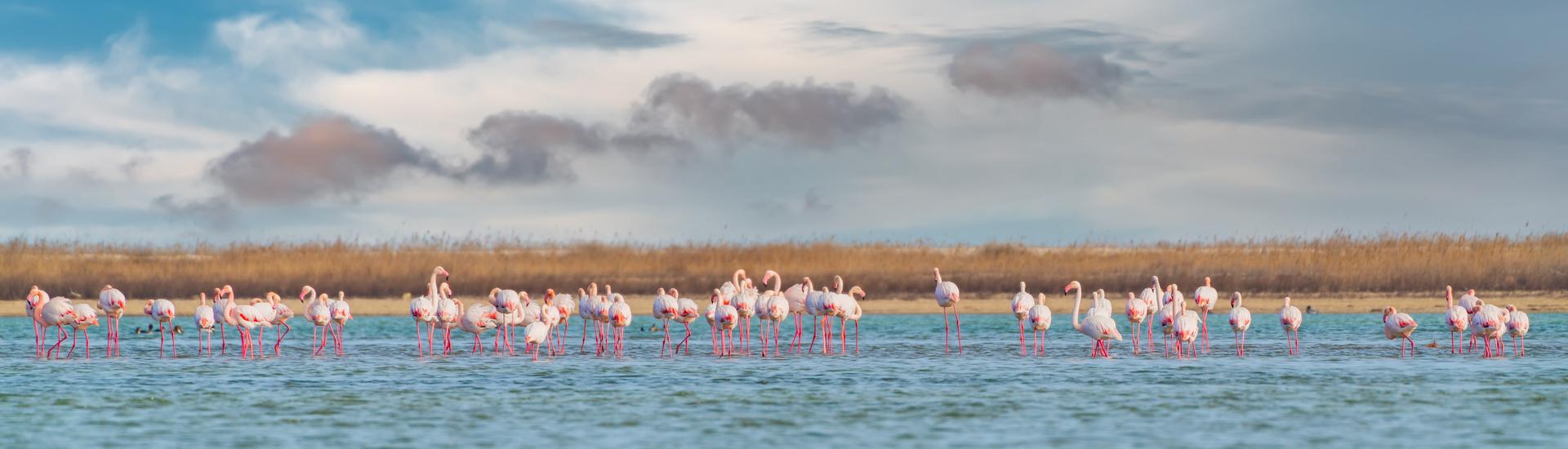 Wygasłe wulkany i różowe flamingi