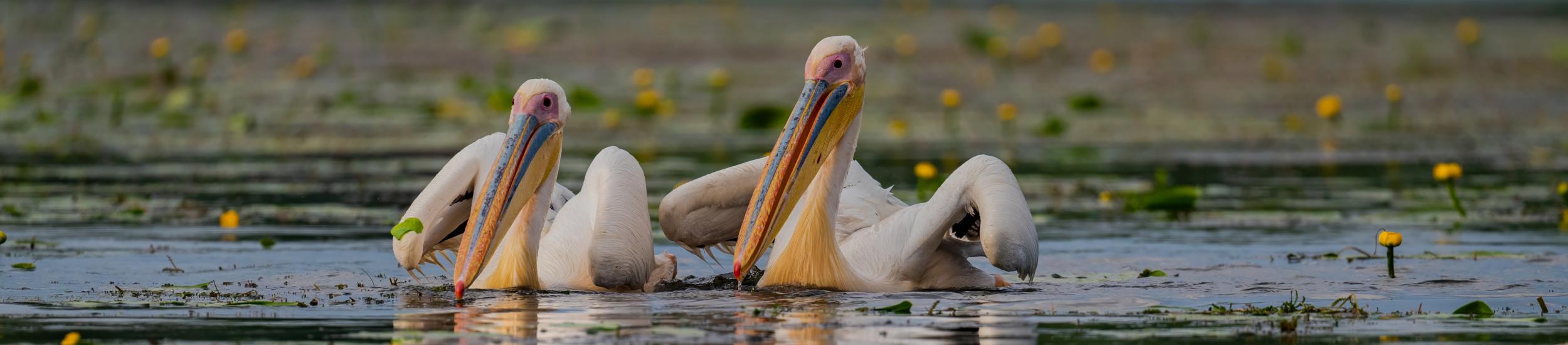 Delta Dunaju - europejska Amazonia