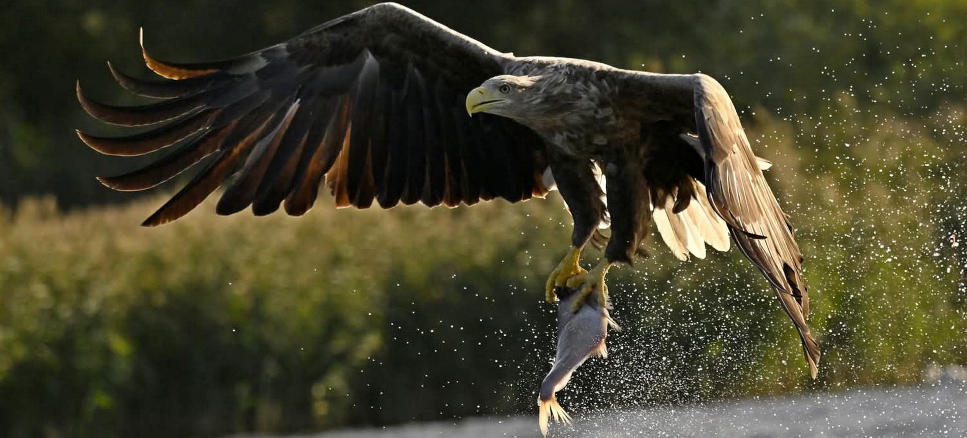 Polując z bielikami, rycząc z jeleniami