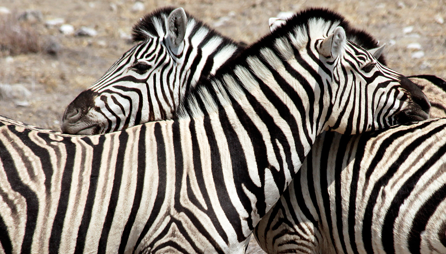 Safari marzeń