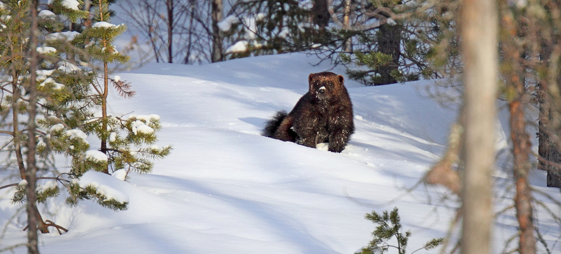 Renifery w zorzy, rosomaki w śniegu