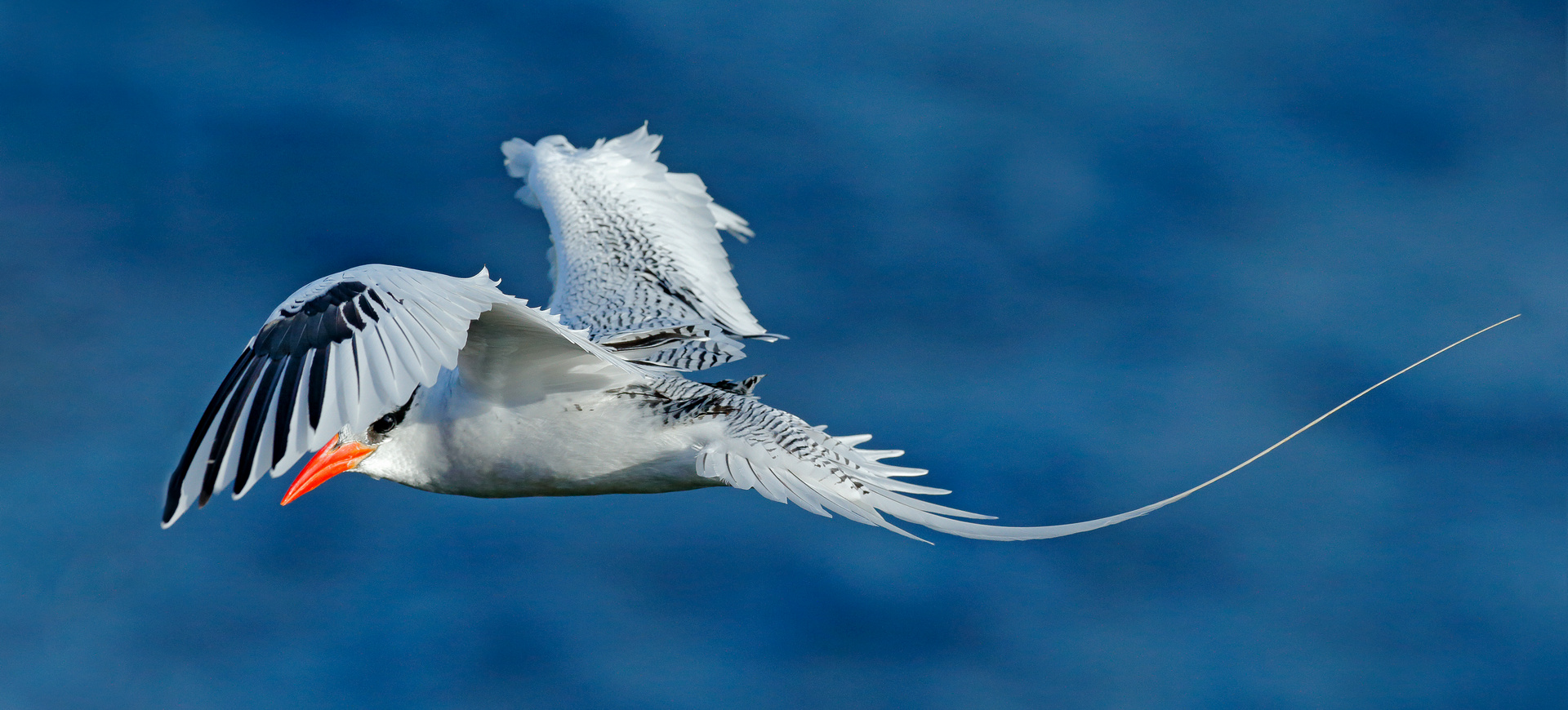 Endemity Seszeli - ptasi raj na Oceanie Indyjskim