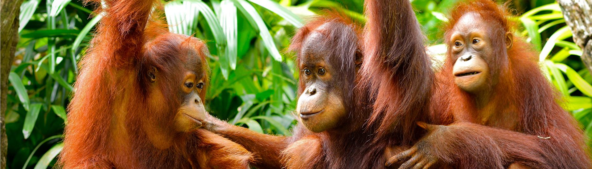 W krainie duchów i orangutanów