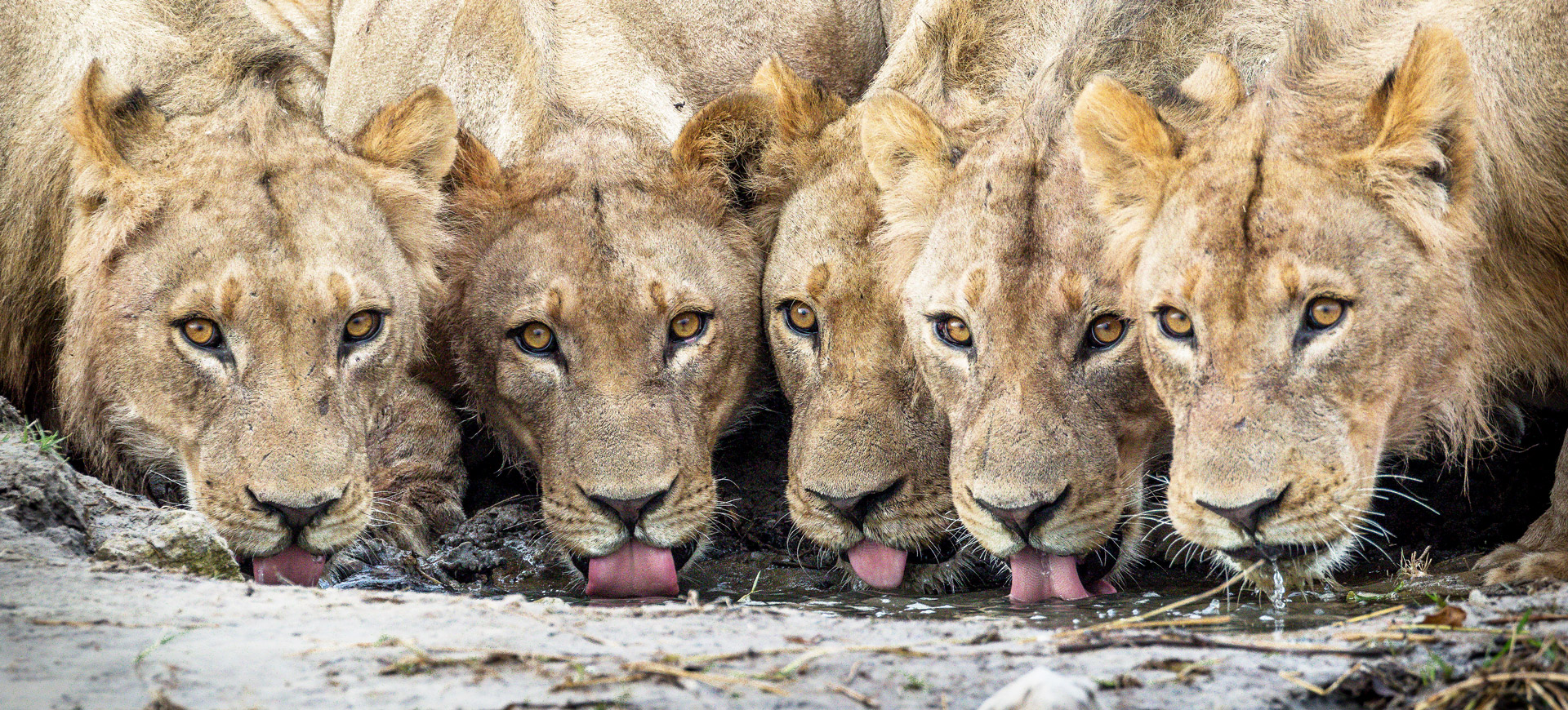 Fotosafari marzeń: Botswana i Namibia z perspektywy lądu i wody