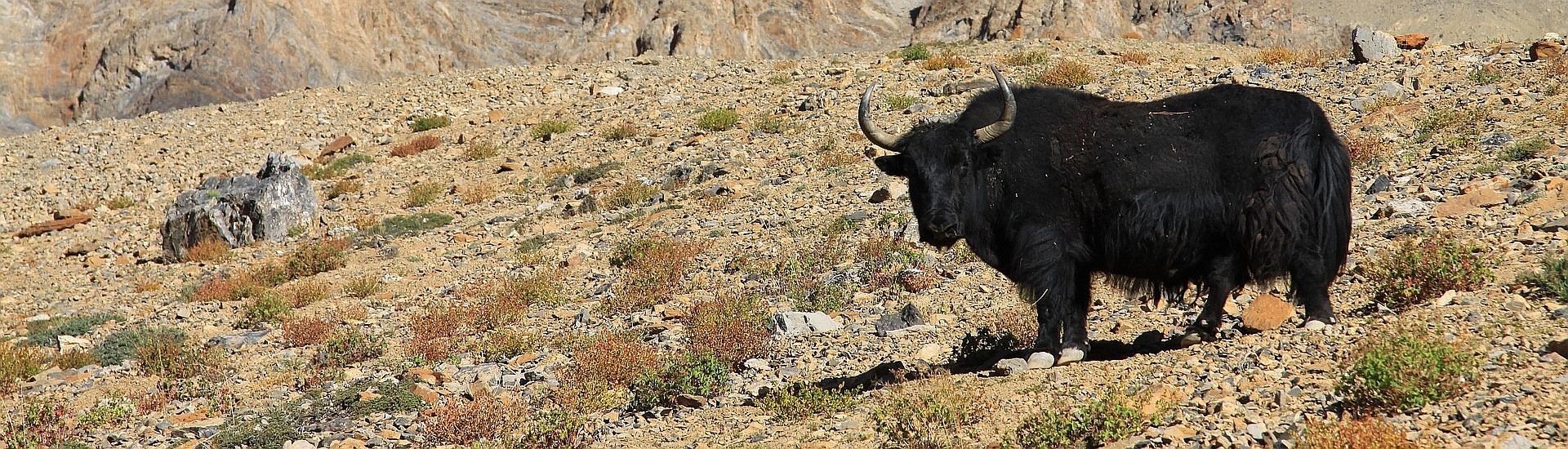 Langtang i Helambu