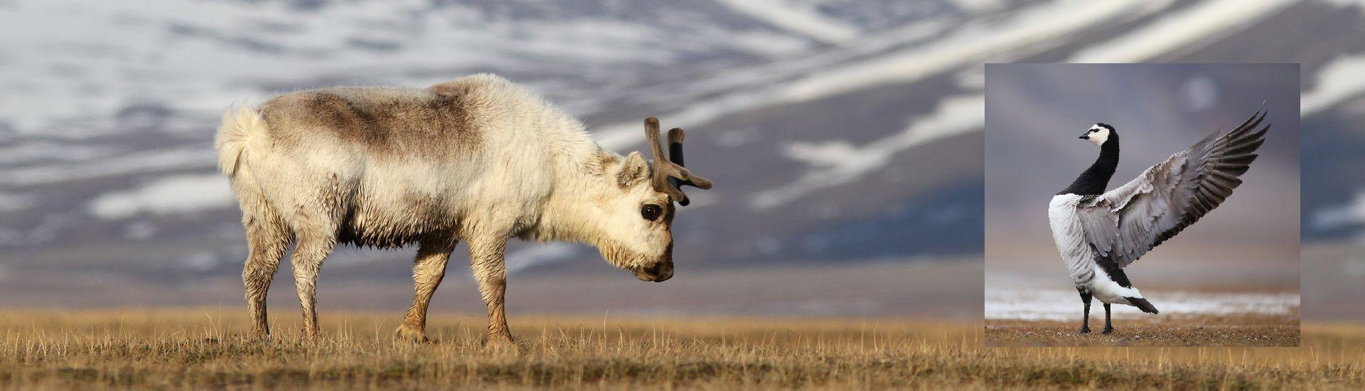 Spitsbergen - wiosna w Arktyce