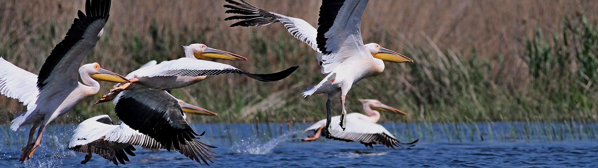 Wiosna z pelikanami