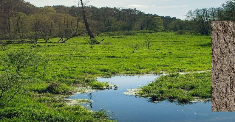 Weekend z ptakami - Puszcza Białowieska