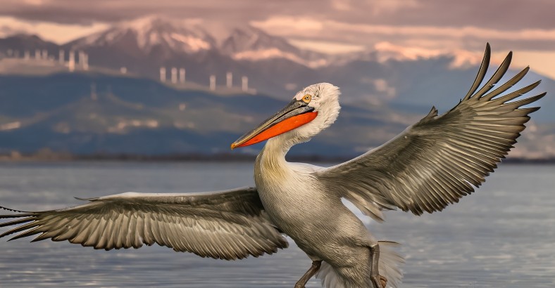 Z aparatem wśród pelikanów