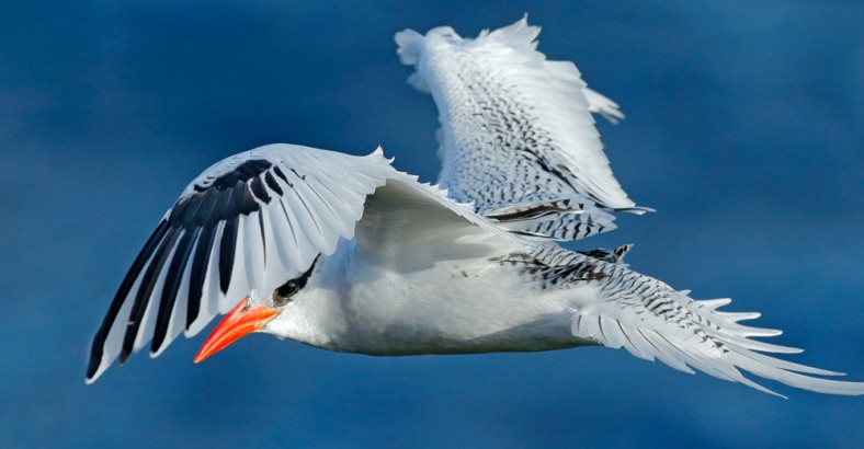 Endemity Seszeli - ptasi raj na Oceanie Indyjskim