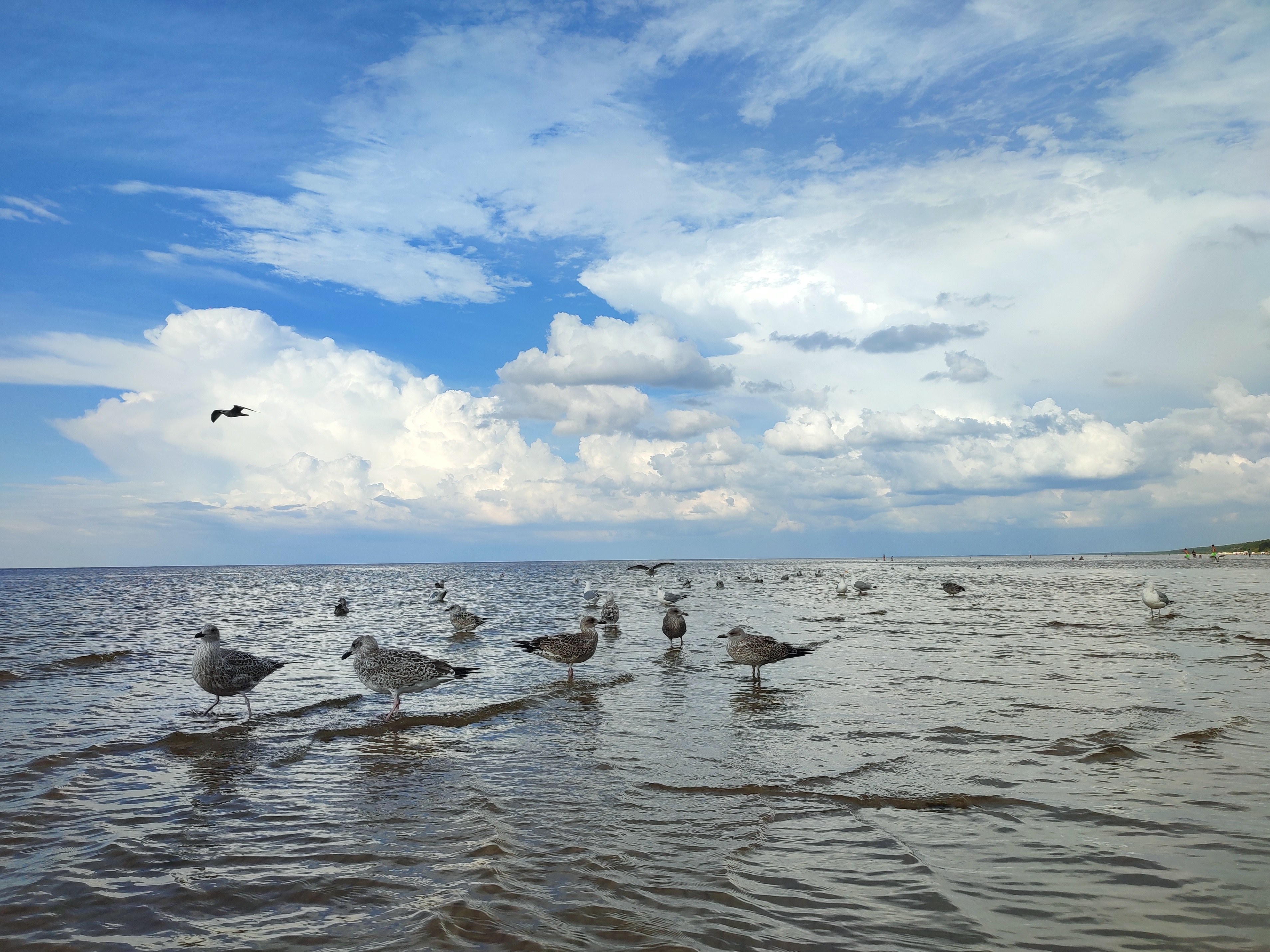 Mewa na plaży w Estonii. Fot. Anna Kubus
