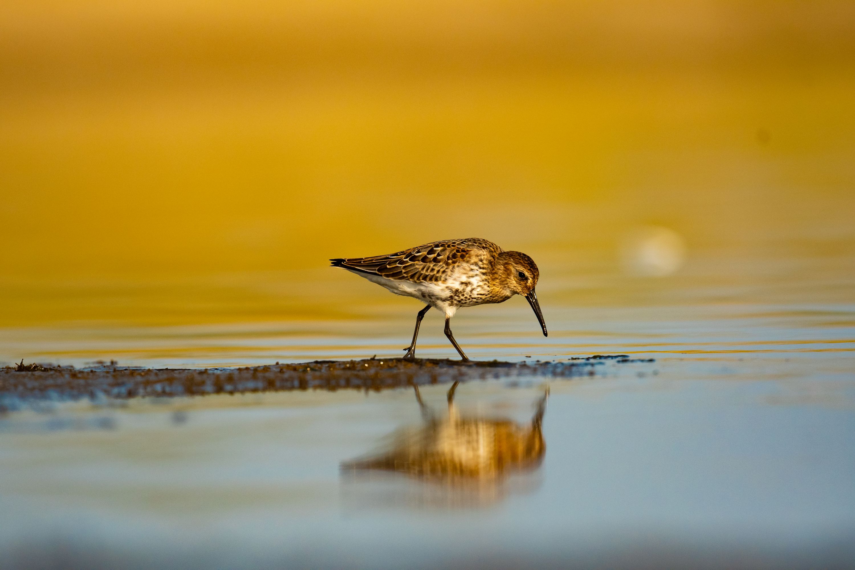Biegus zwyczajny - fot. Paweł Czapczyk
