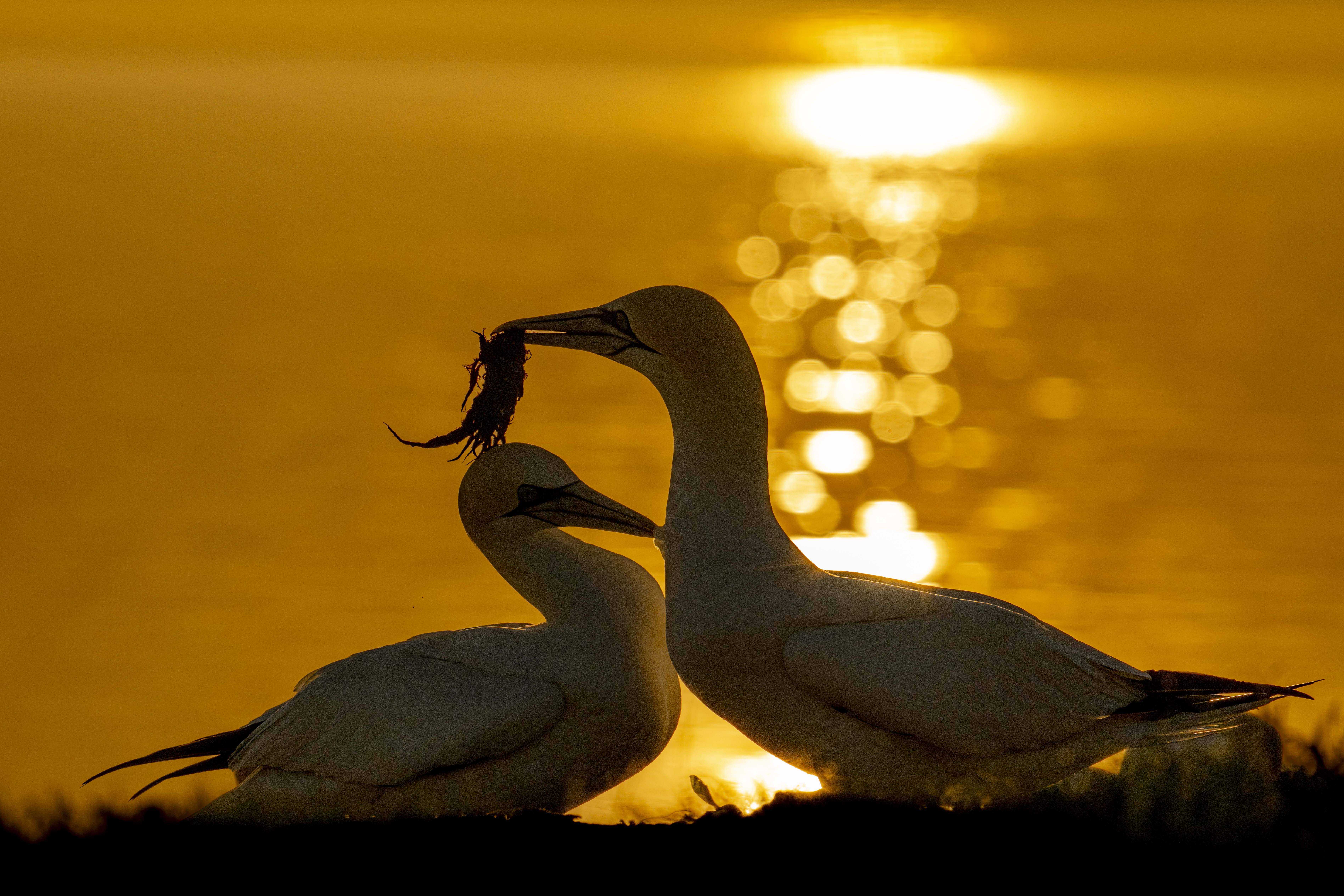 Para Głuptak&oacute;w budująca gniazdo na Helgoland