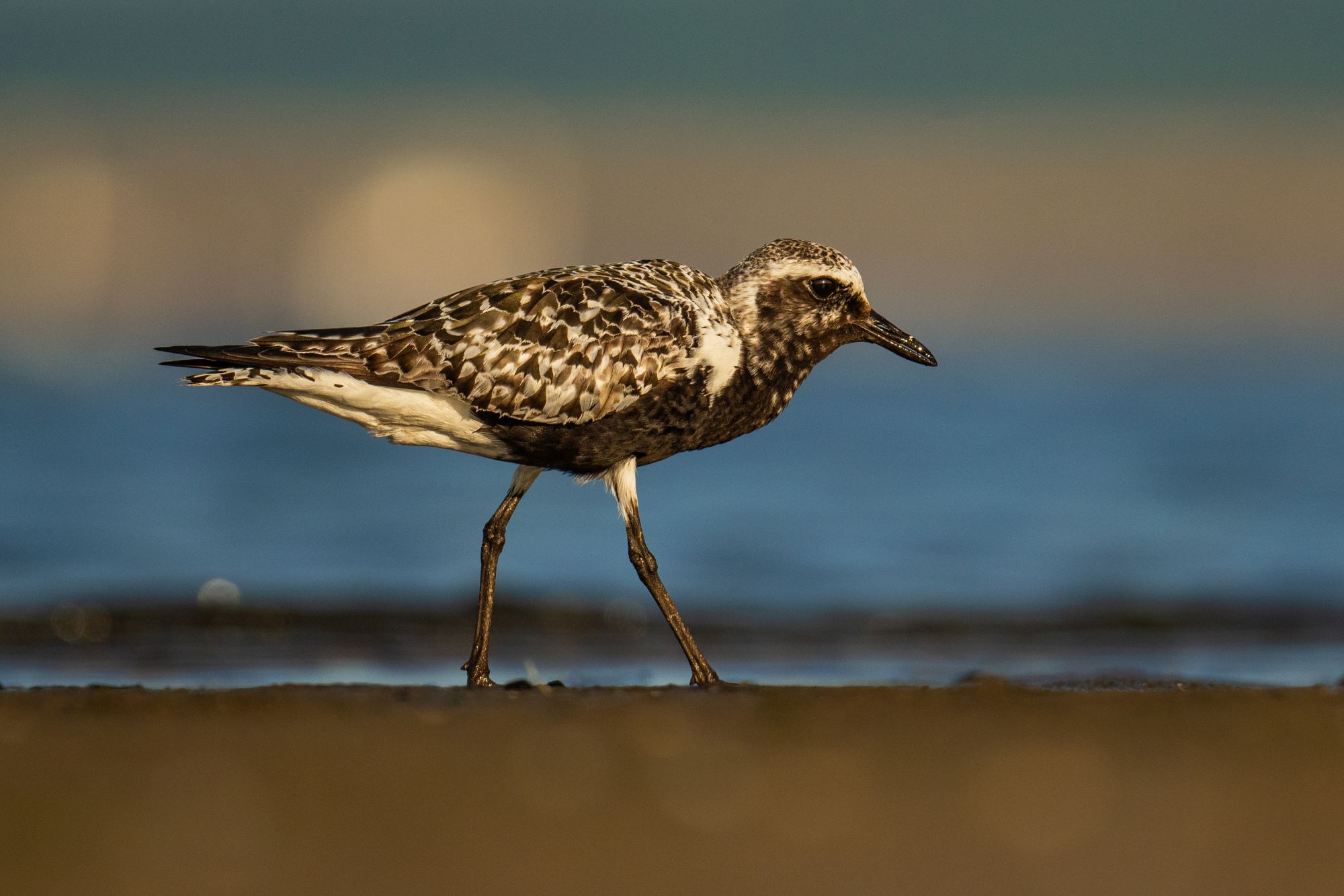 Siewnica - Fot. Paweł Czapczyk